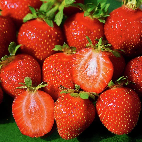 Erdbeere Mieze Schindler