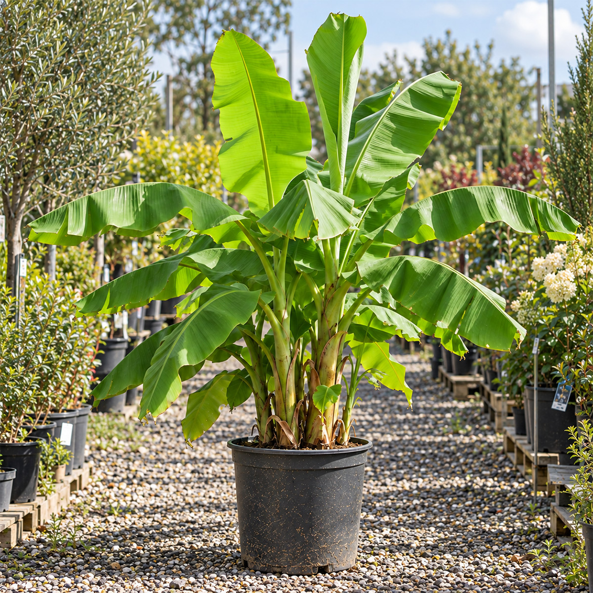 Japanische Faserbanane (winterhart)