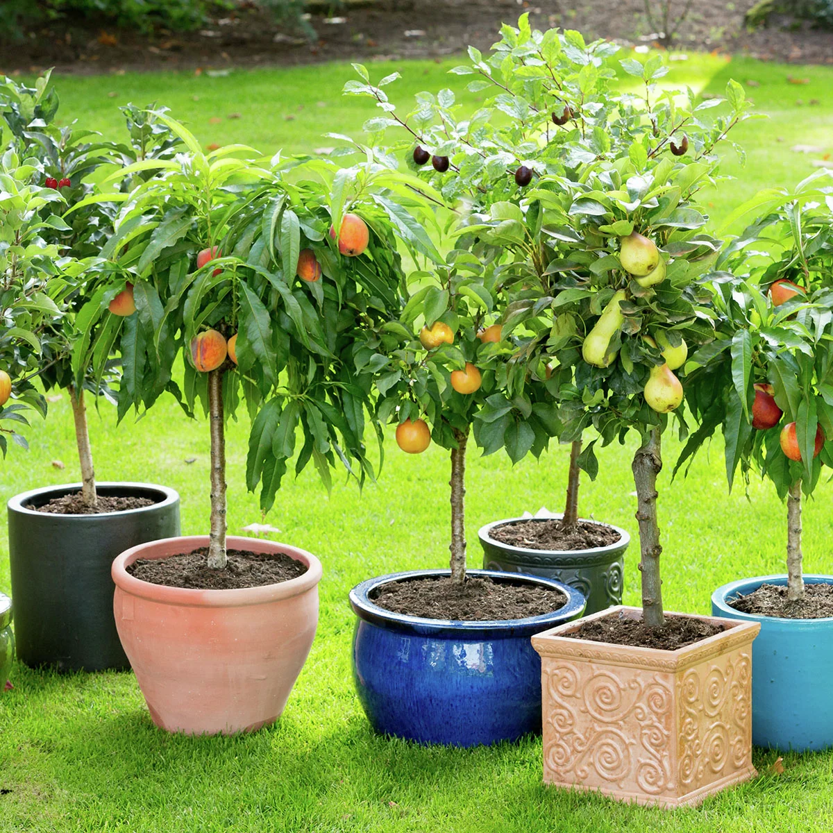 Zwergobst Apfel Delicado