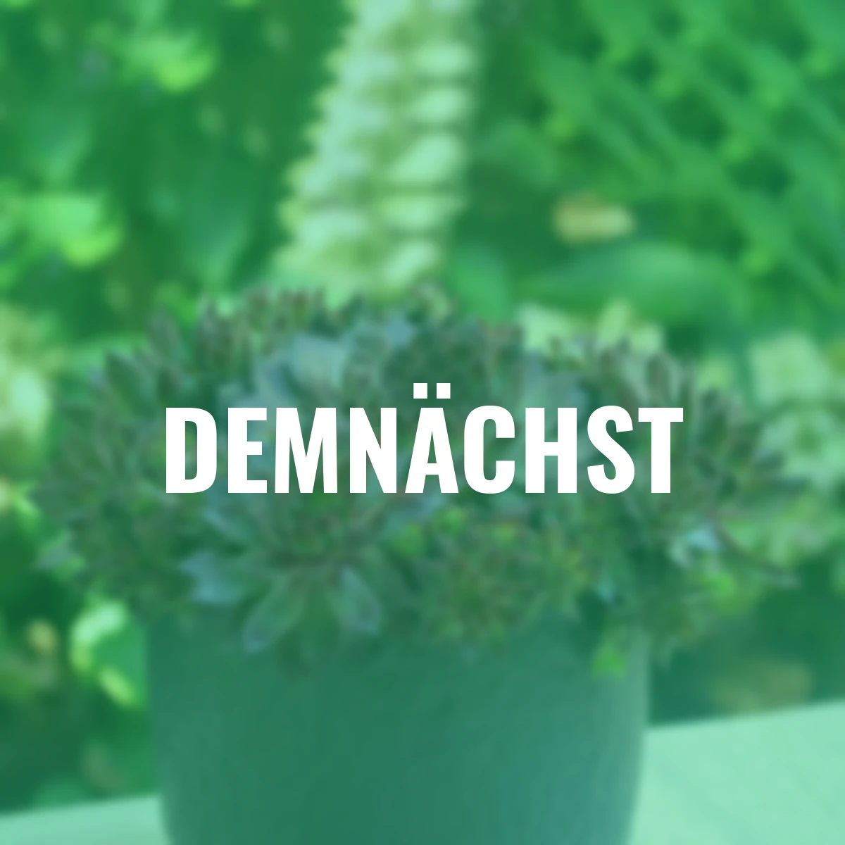 Hauswurz Chick Charms® Butterscotch Baby