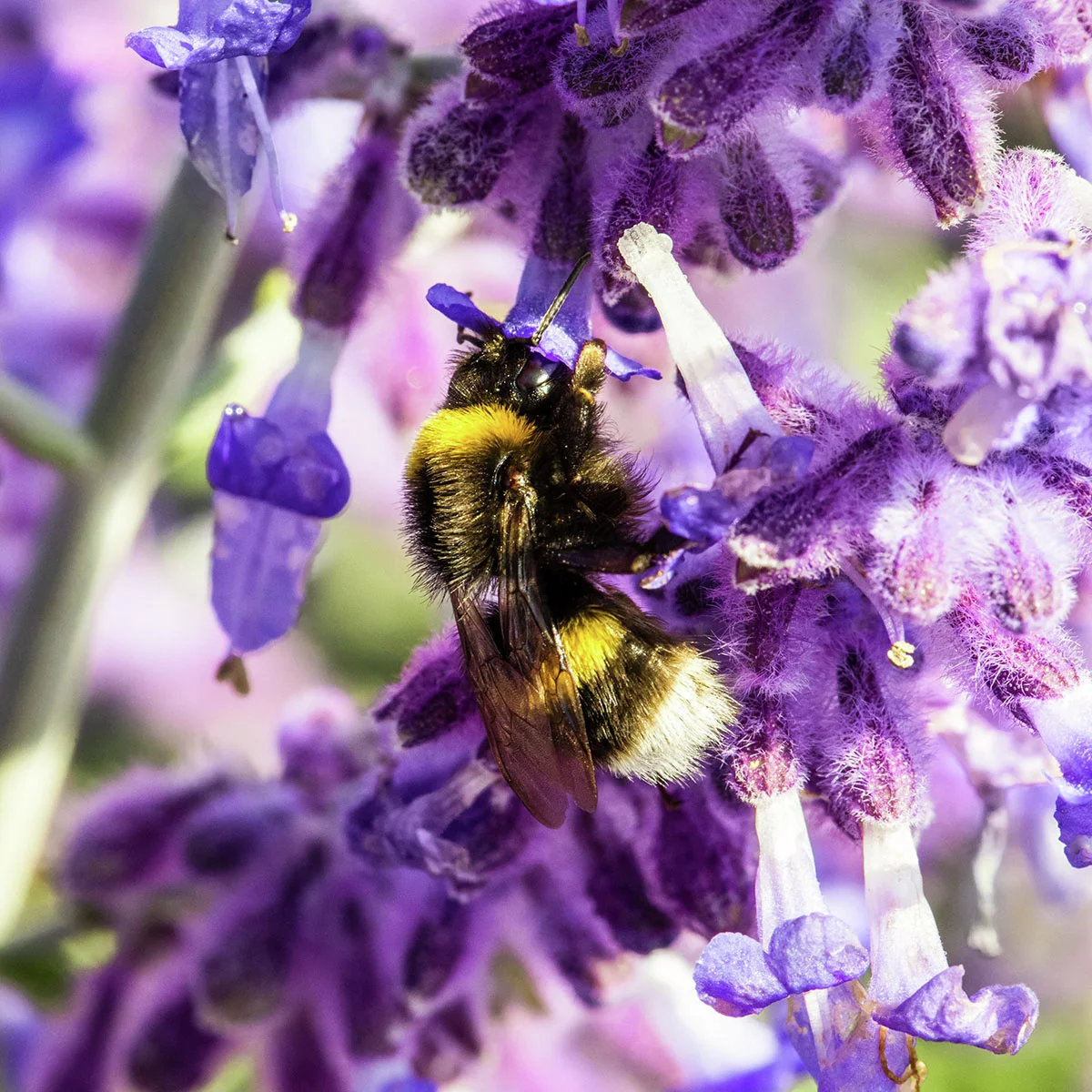 Blauraute Silvery Blue