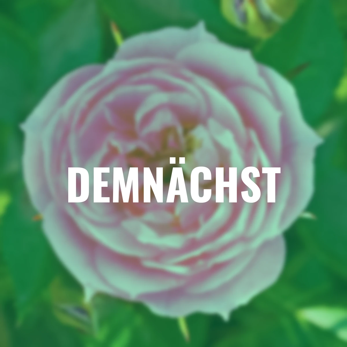 Beetrose Blush™ Pixie®, im ca. 17 cm-Topf