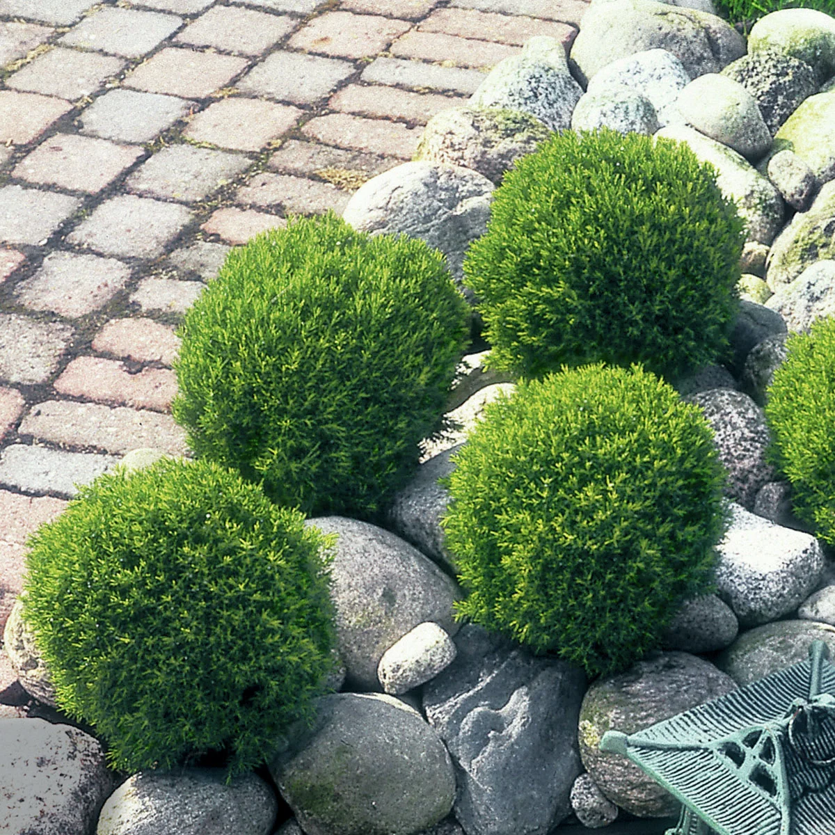 Streichellebensbaum Teddy