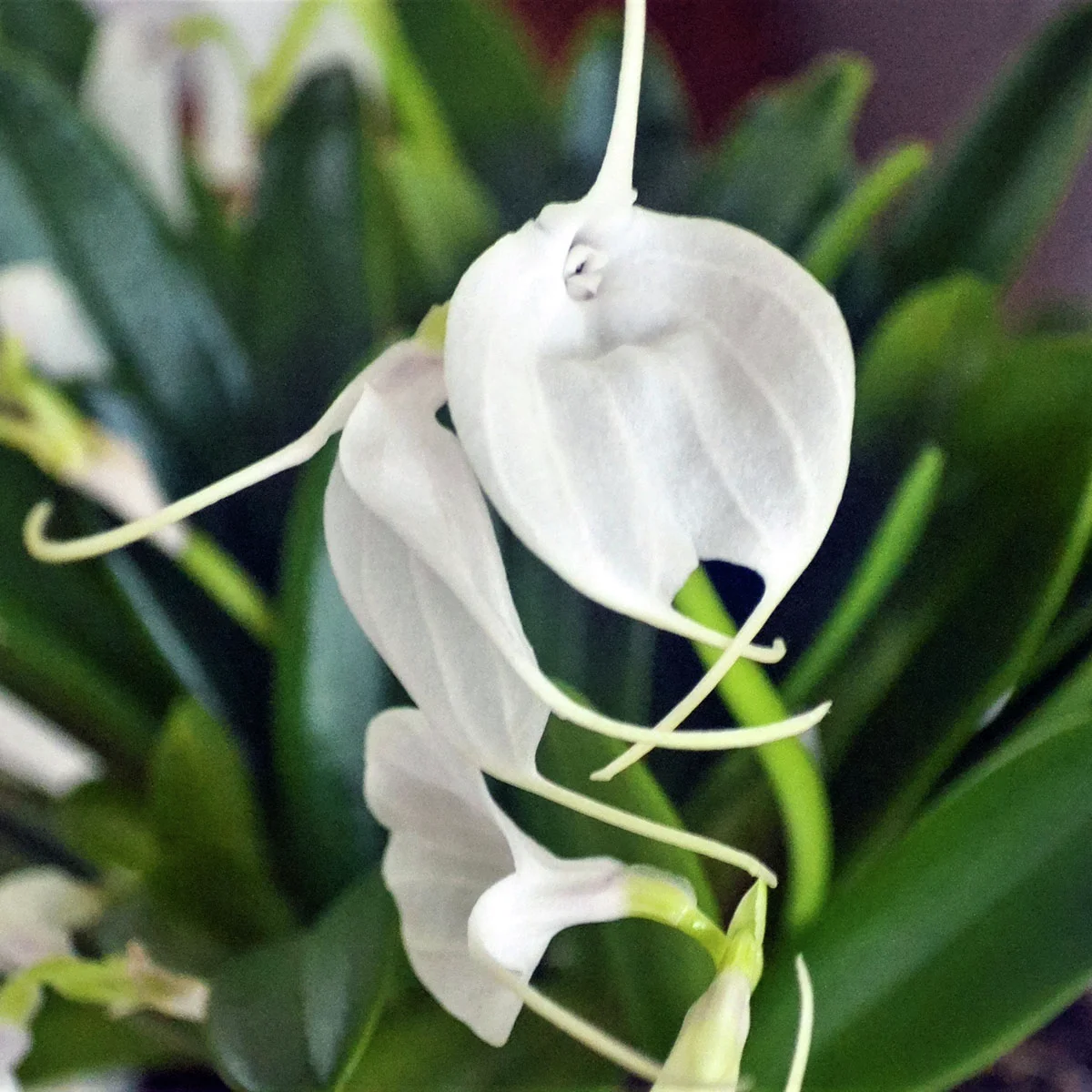 Orchidee Masdevallia, Höhe ca. 10-20 cm