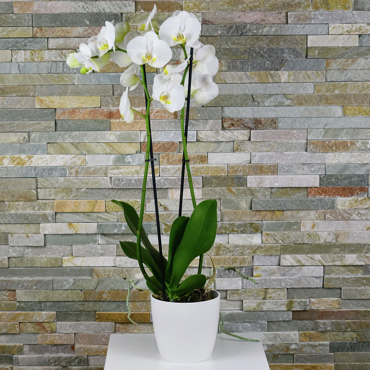 Schmetterlings-Orchidee Grandiflora, Höhe ca. 50-60 cm