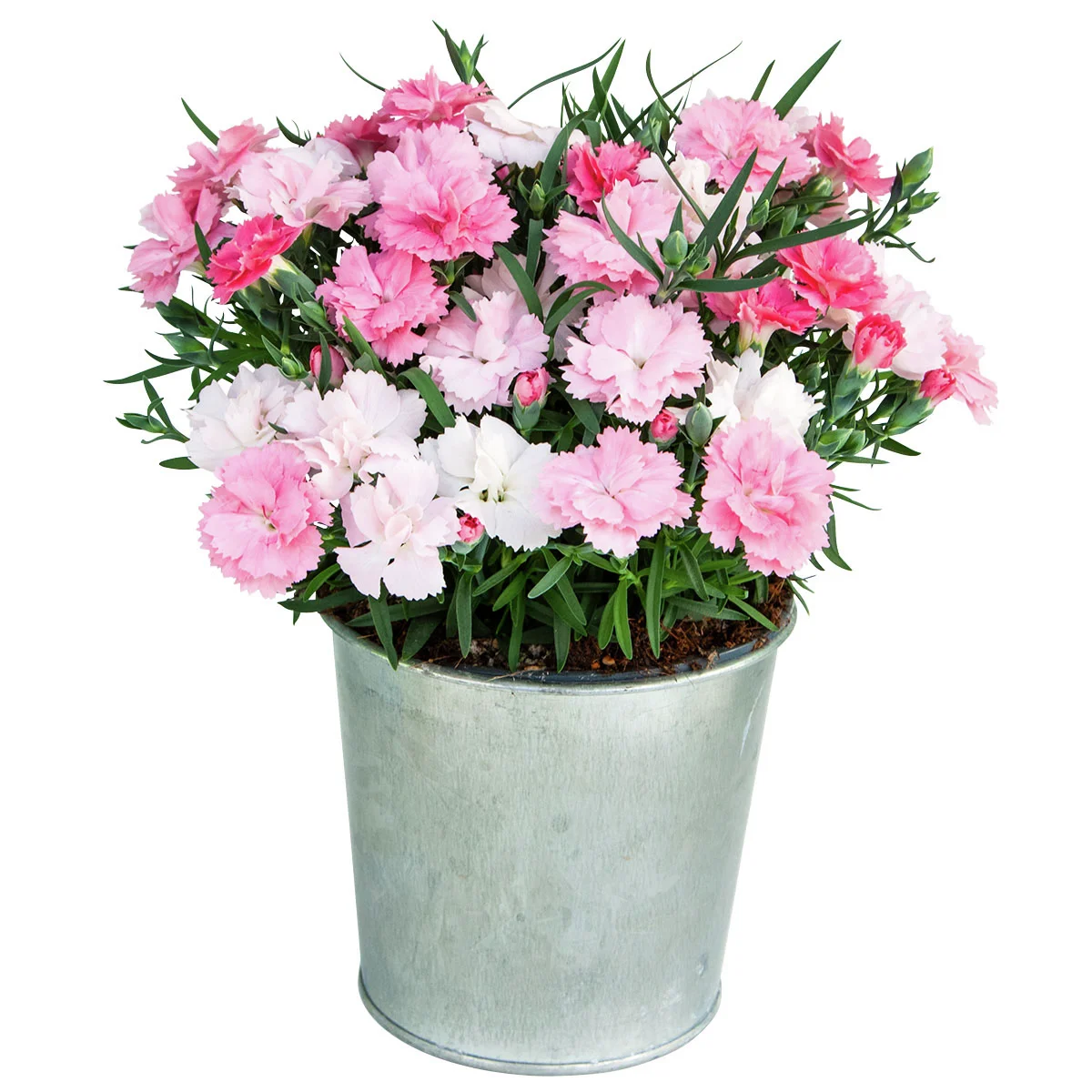 Federnelke, rosa-weiß