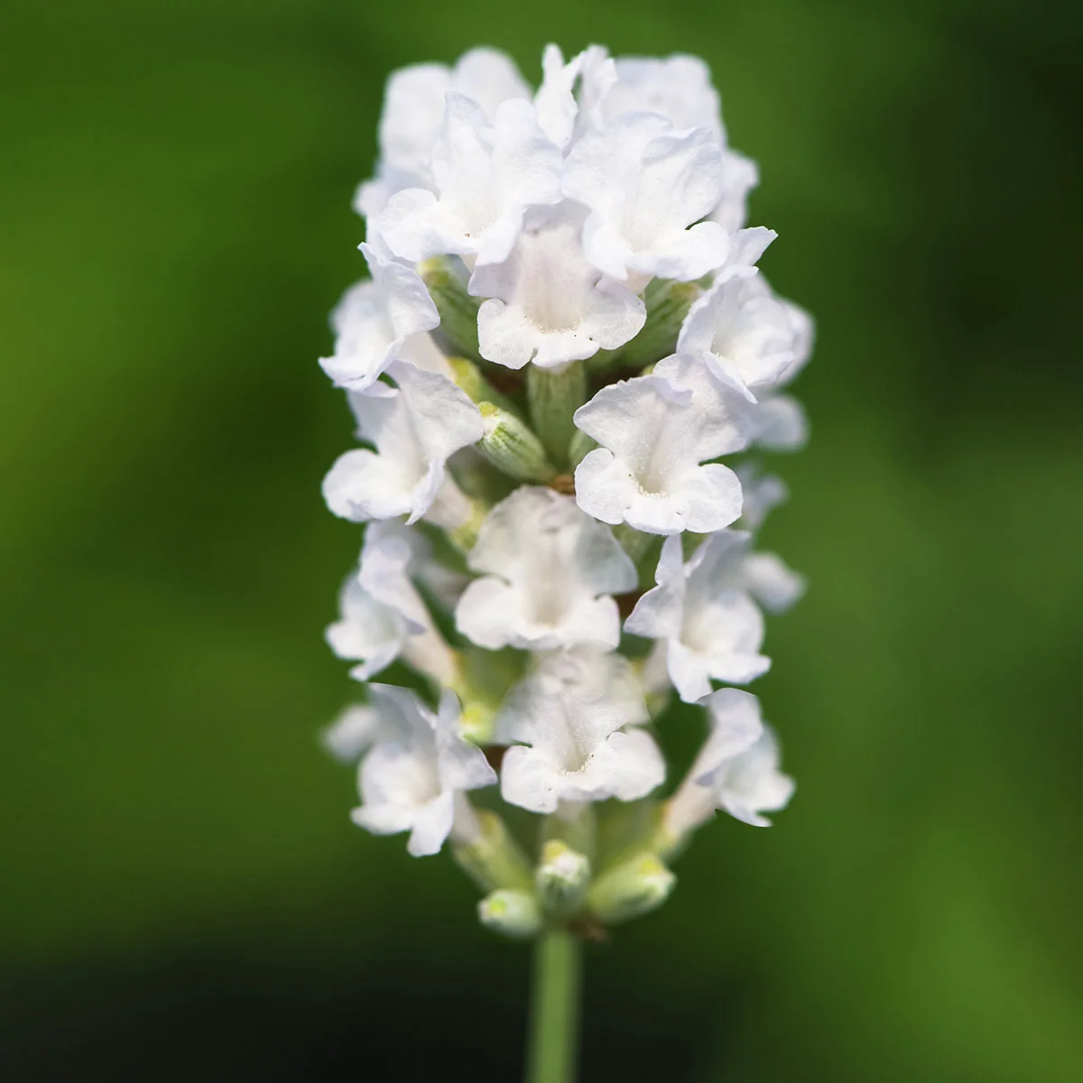 Englischer Lavendel Arctic Snow
