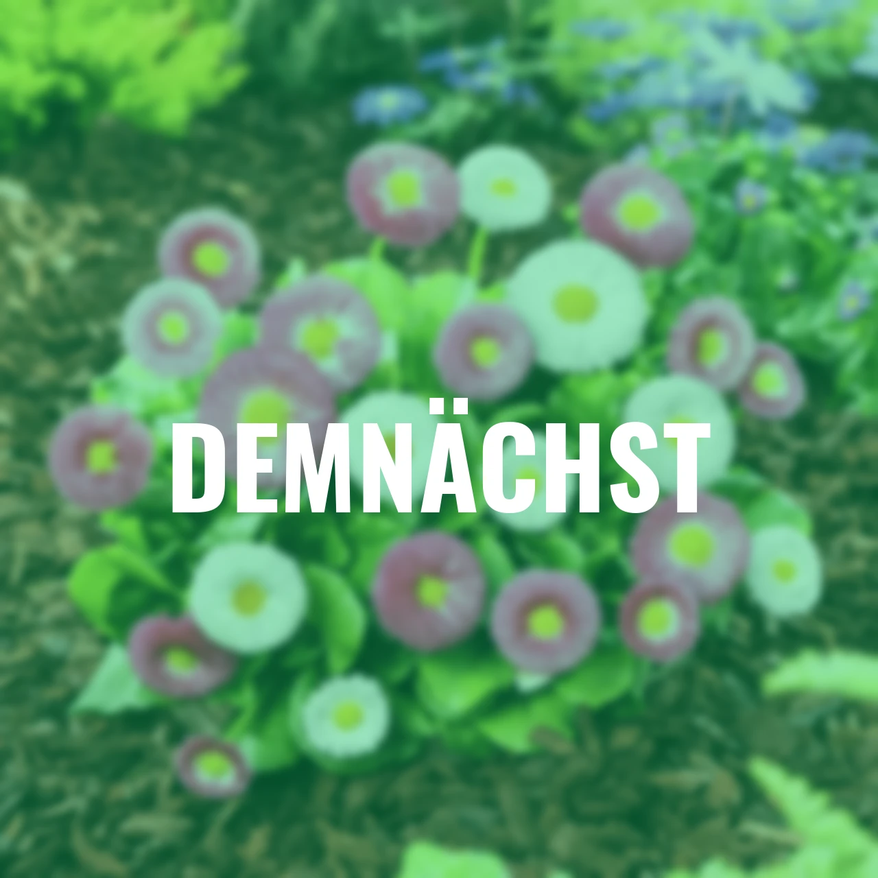 Frühblüher-Set Gänseblümchen-Duo