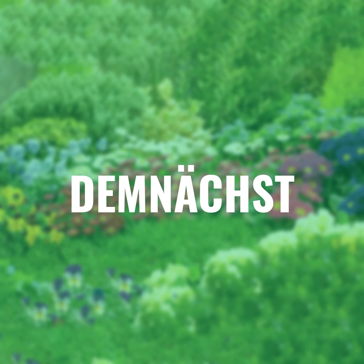 Frühblüher-Set Großer Frühlingszauber