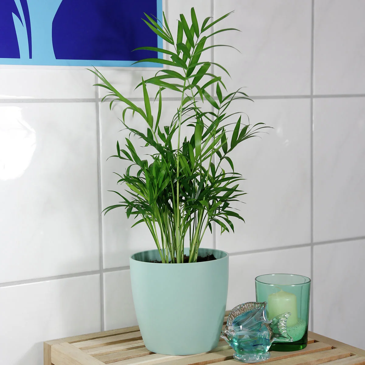 Bergpalme, im ca. 15 cm-Topf, Höhe ca. 40-60 cm