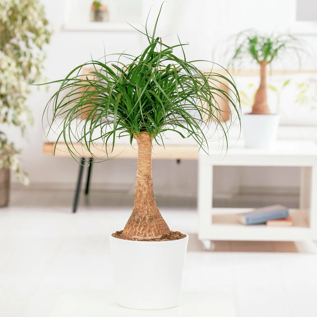 Elefantenfuß, im ca. 17 cm-Topf