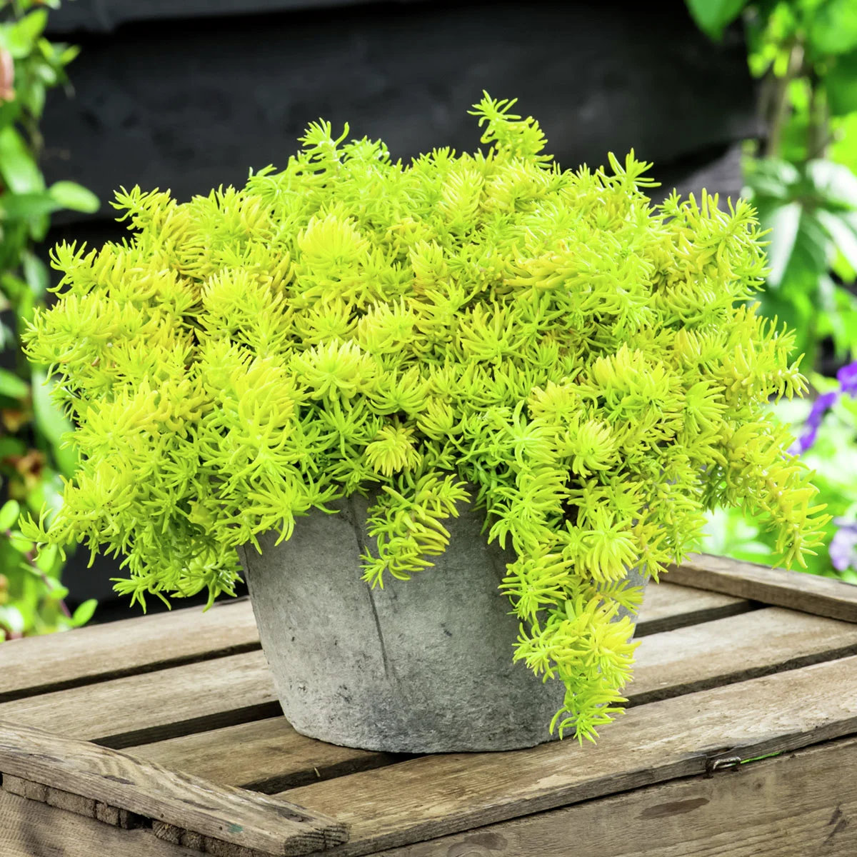 Gold-Tripmadam Angelina