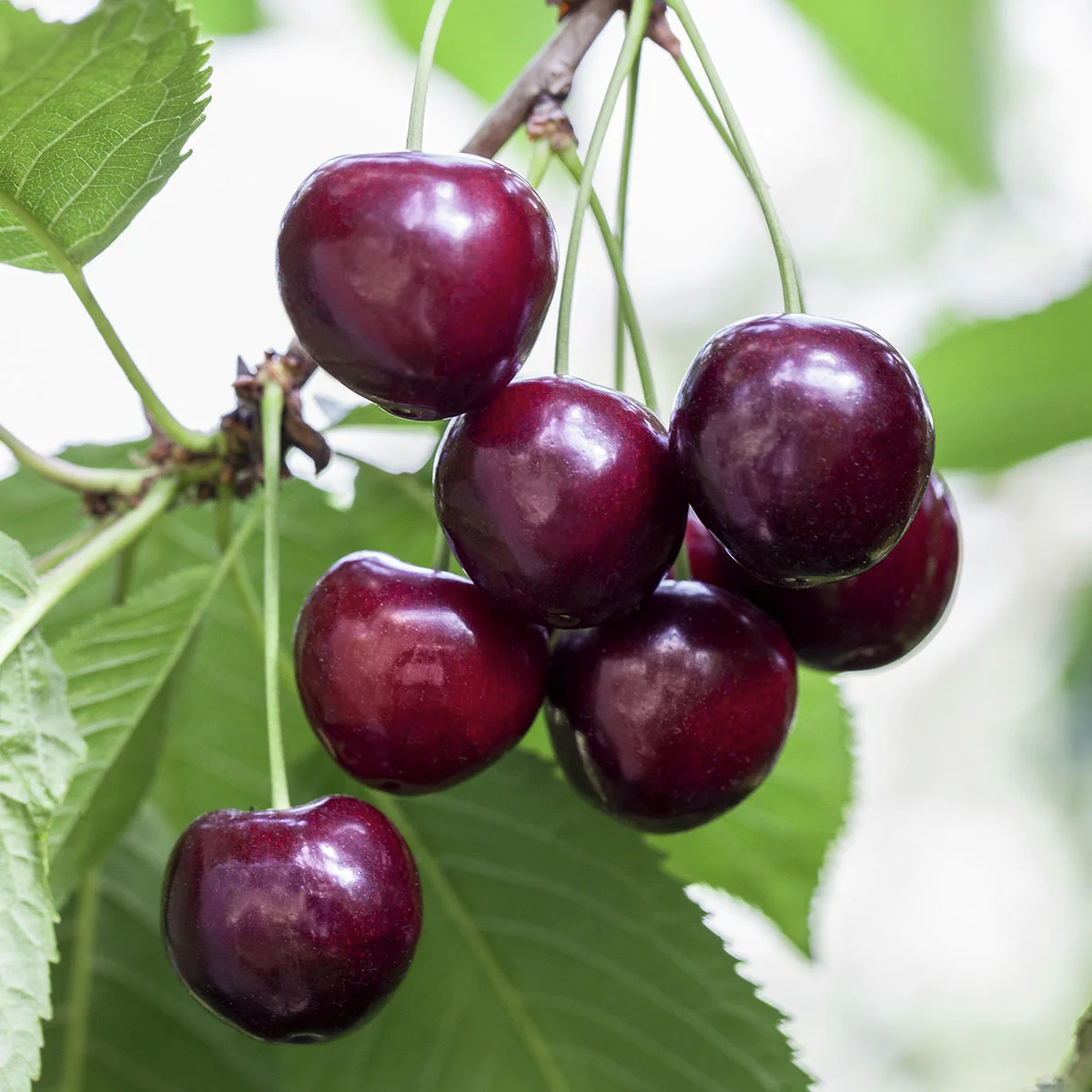 Große schwarze Knorpelkirsche