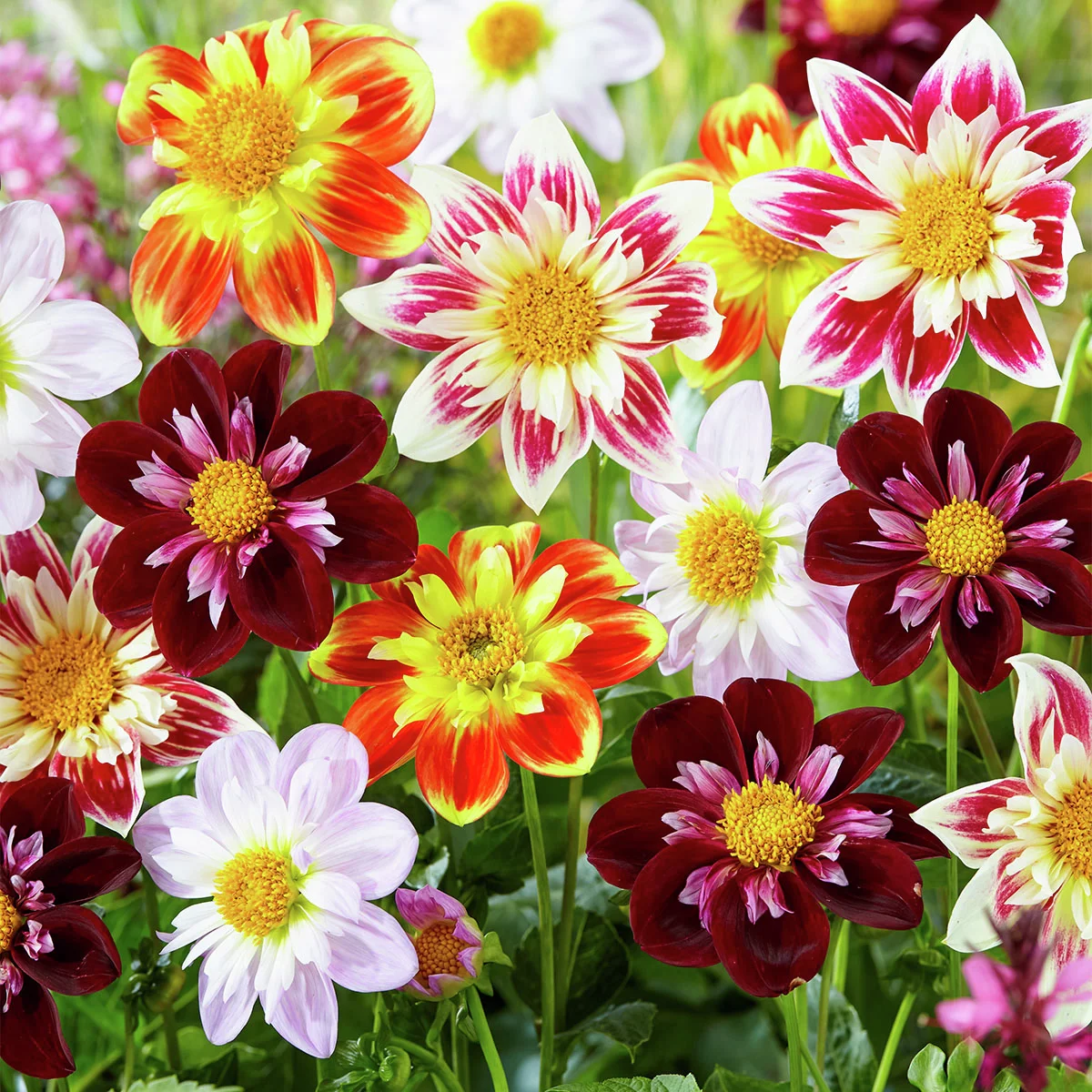 Mischung Lieblings-Halskrausen-Dahlien
