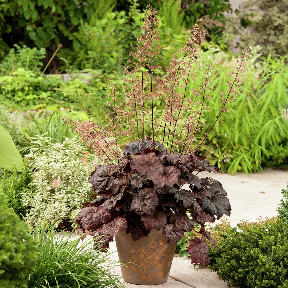 Purpurglöckchen Palace Purple