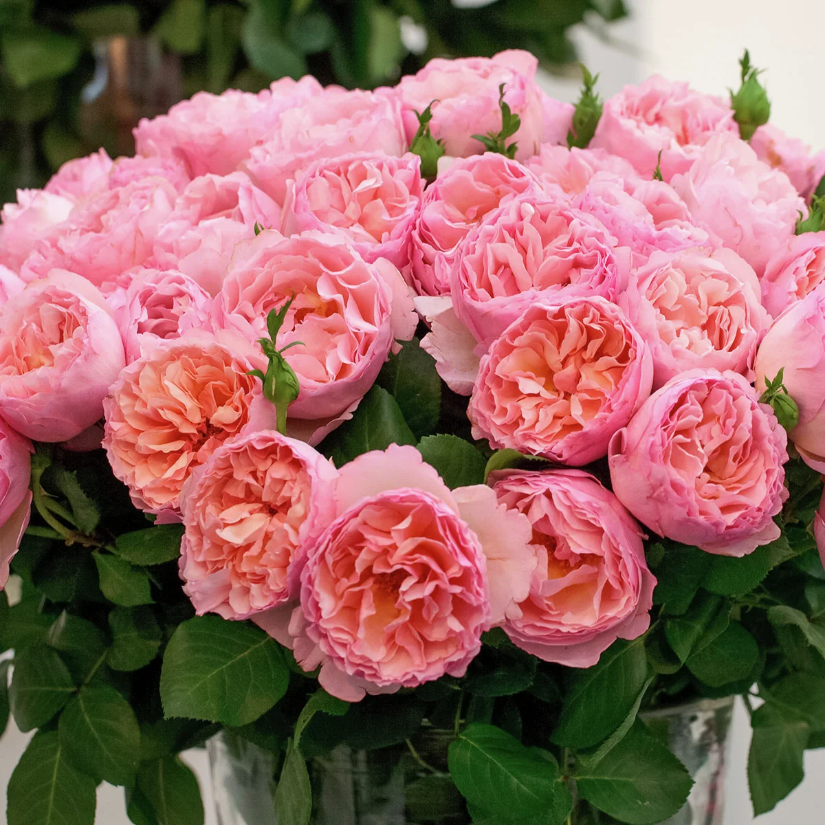 Edelrose Duftjuwel®, wurzelverpackt