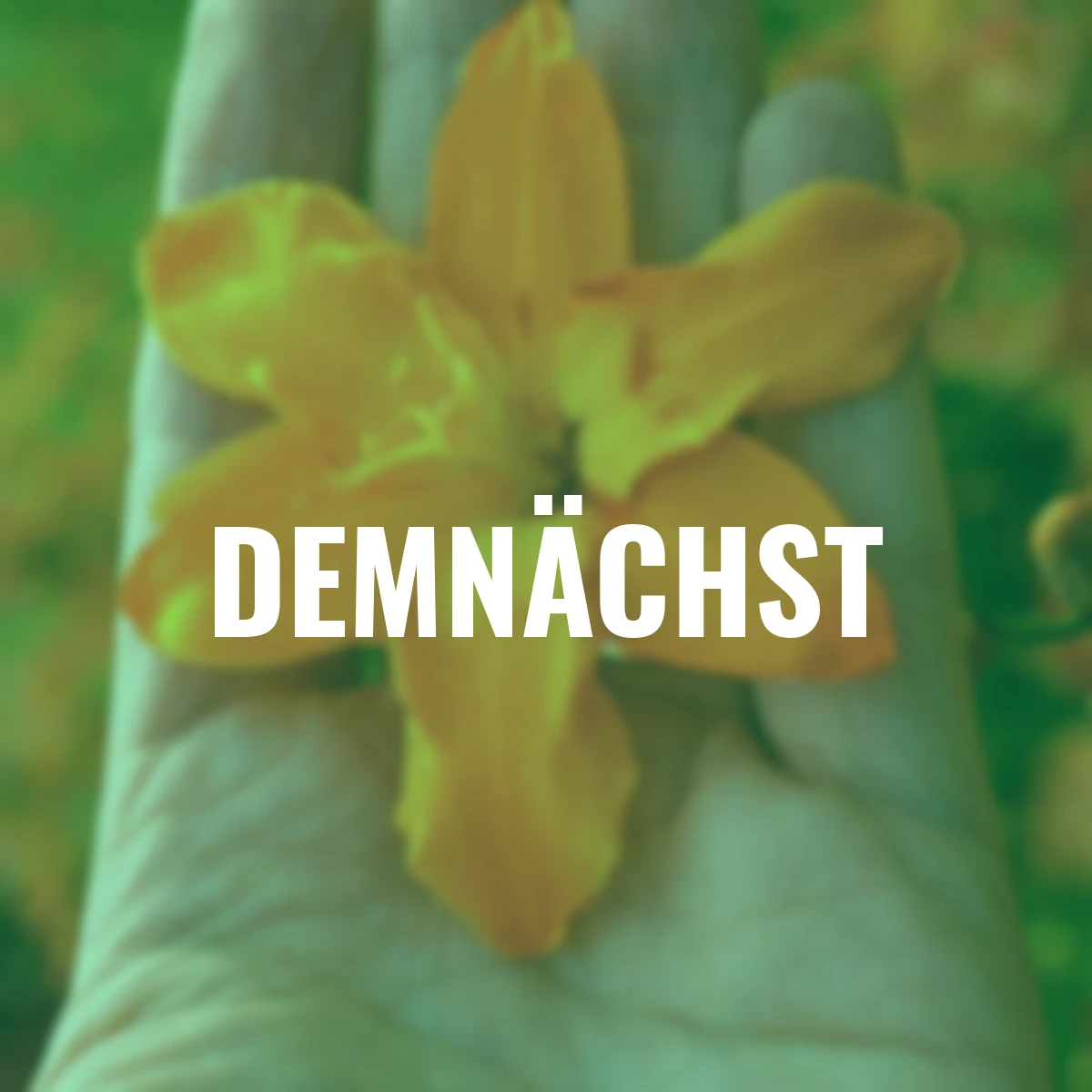 Montbretie Star of the East