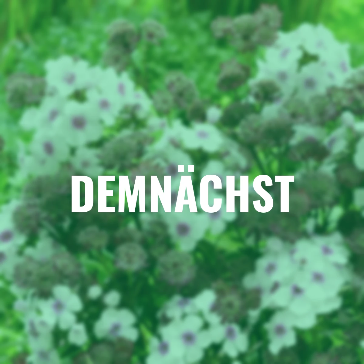 Stauden-Set Eyecatcher