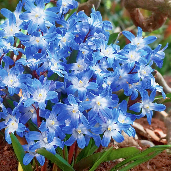Schneeglanz Blue Giant