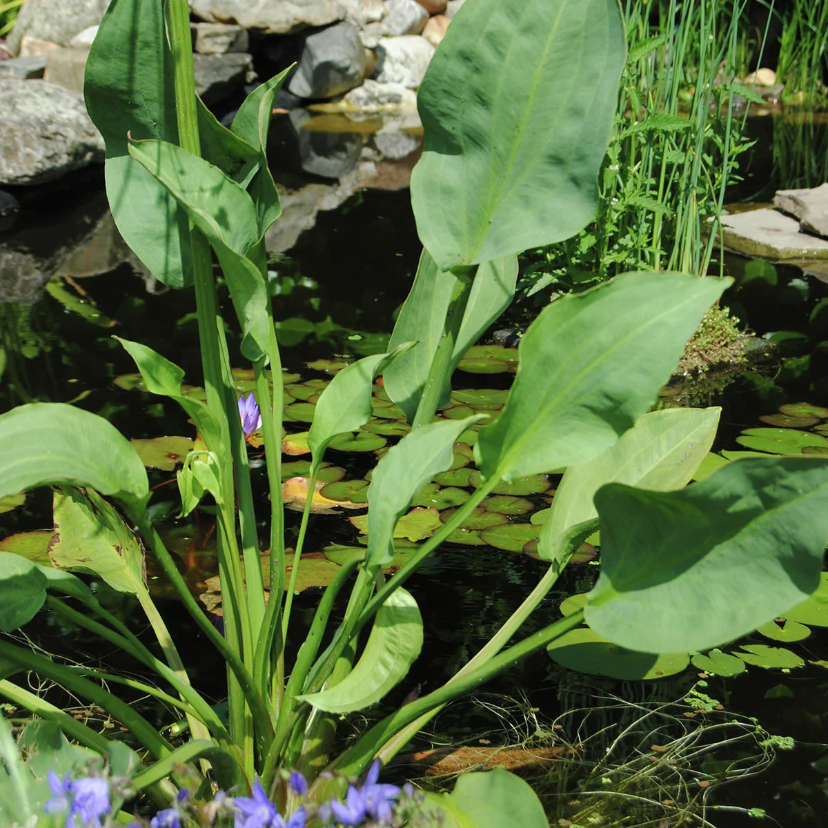 Gemeiner Froschlöffel