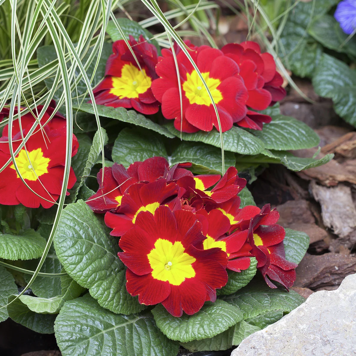 Rote Stängellose Gartenprimel