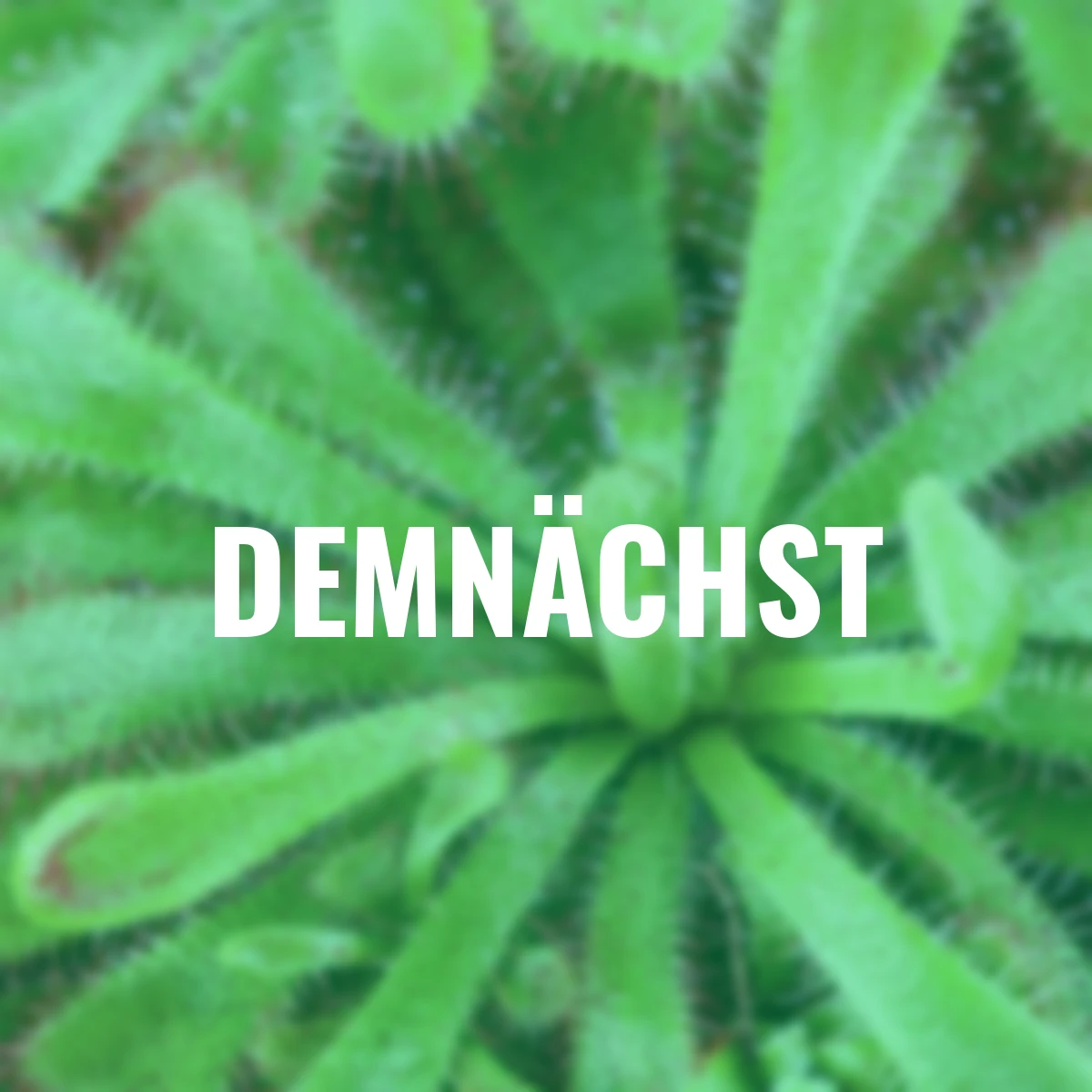 Set Fleischfressende Pflanzen