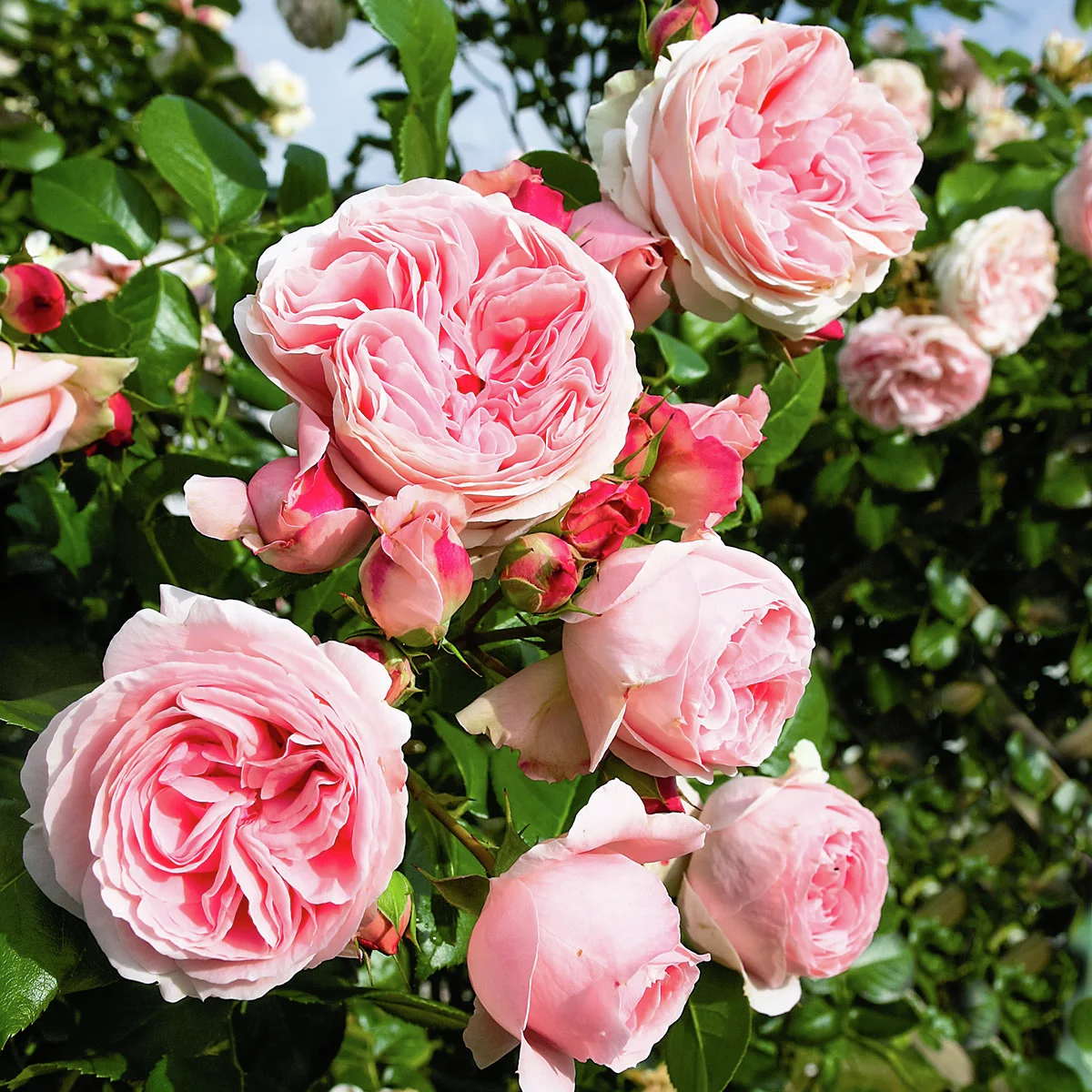 Kletterrose Giardina®