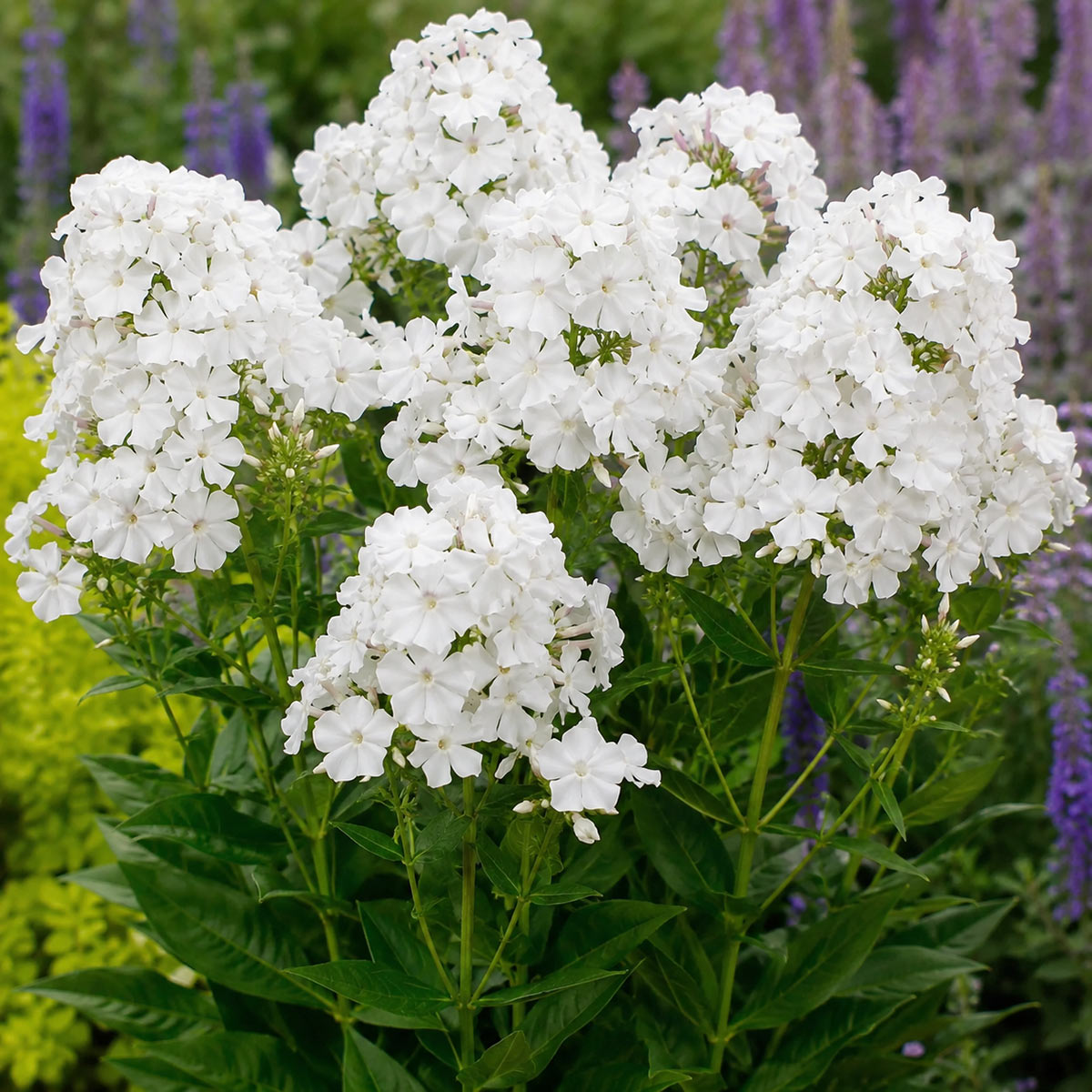 Hohe Flammenblume Famous White, XXL-Qualität