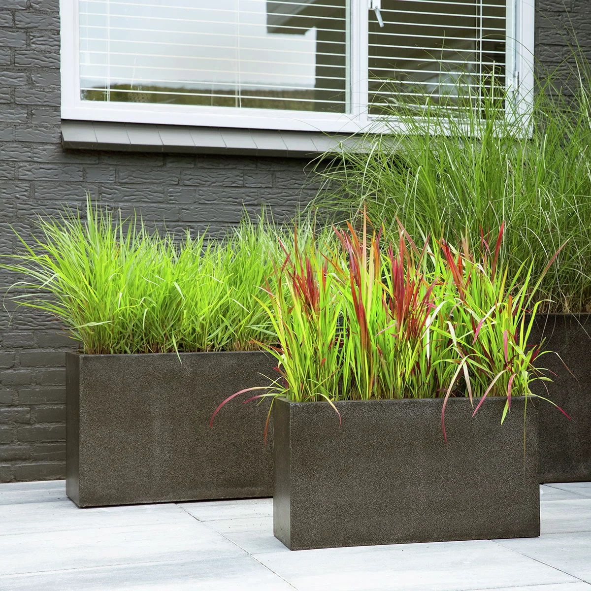 Blutgras Red Baron, im ca. 19 cm-Topf