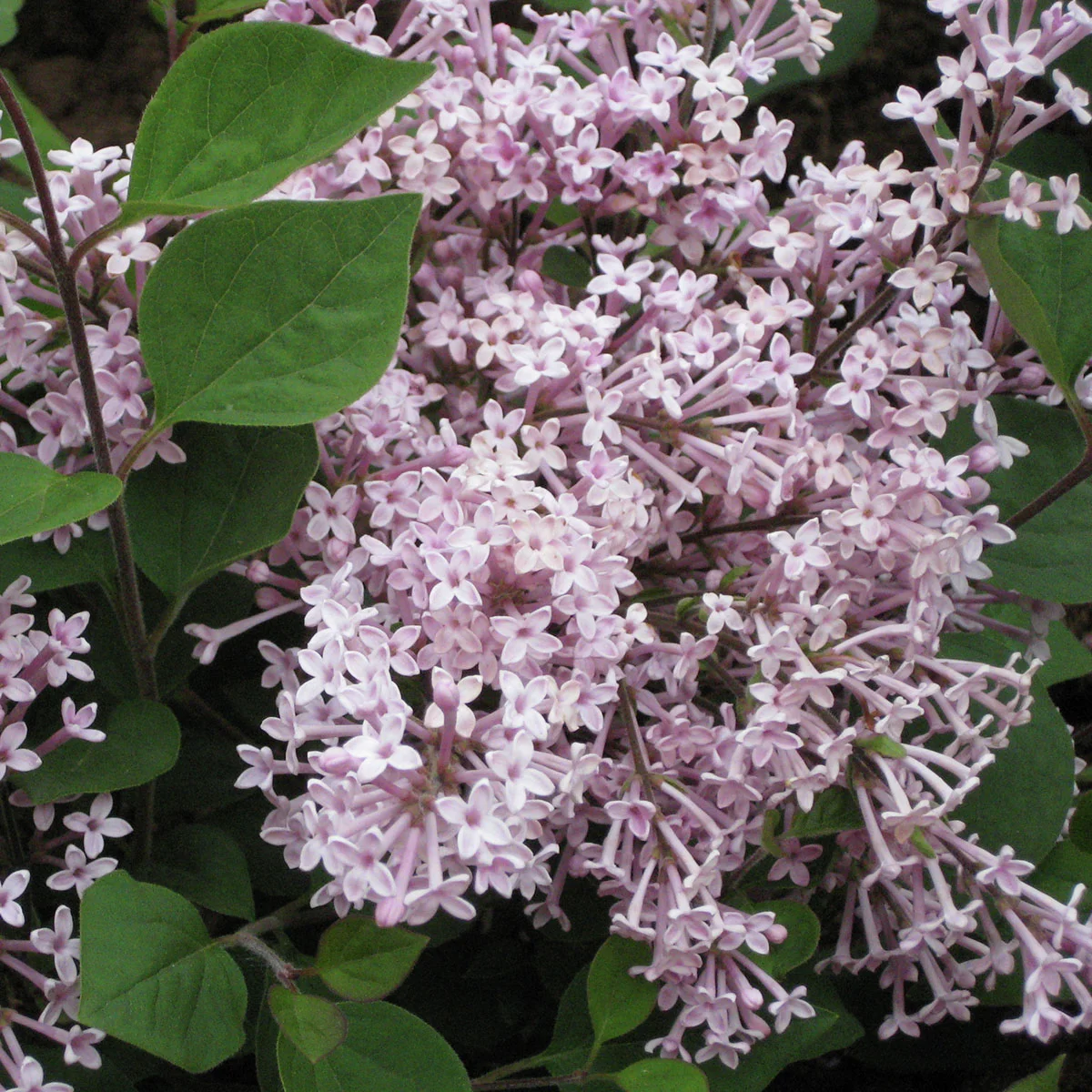 Duftflieder-Stämmchen Palibin, lila