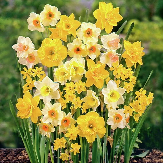 Blumenzwiebel-Set Duftgarten-Narzissen