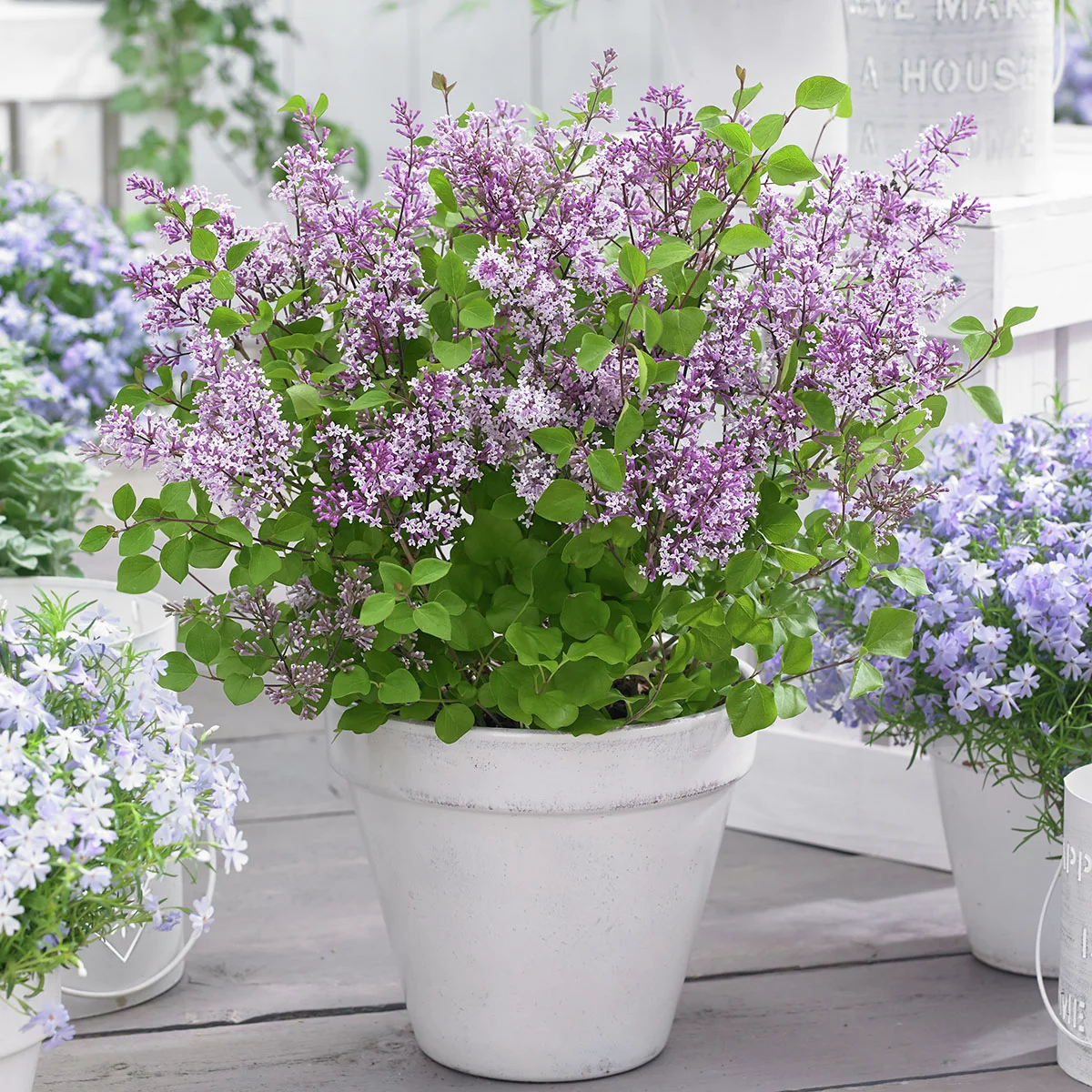 Zwerg Duftflieder Flowerfesta®  Purple