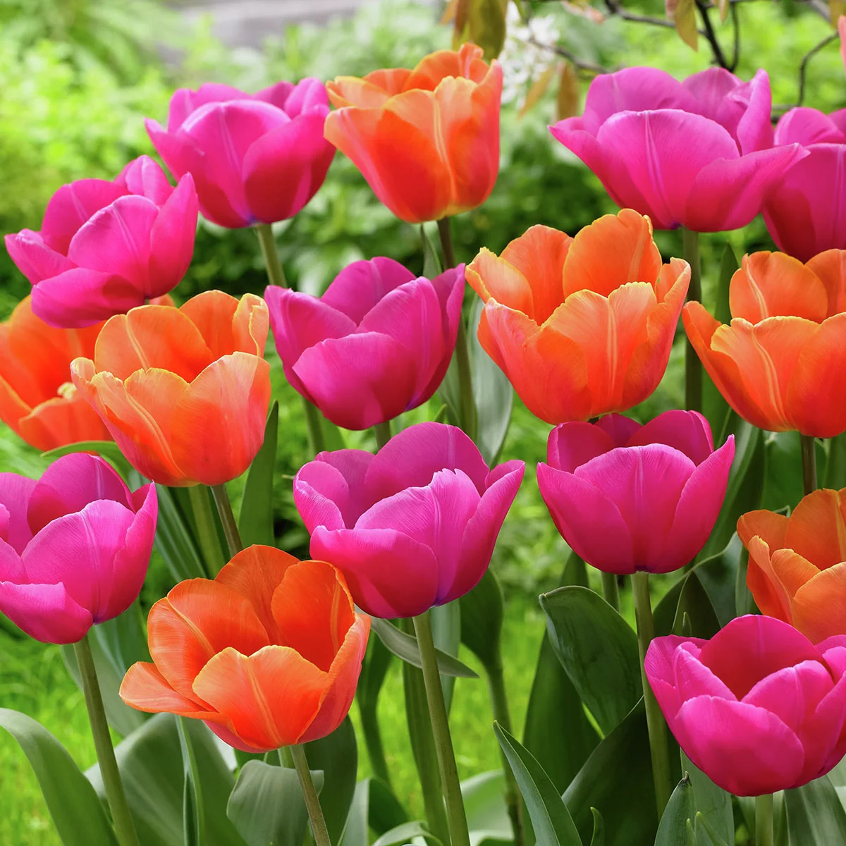 Tulpen-Mischung Paradiso