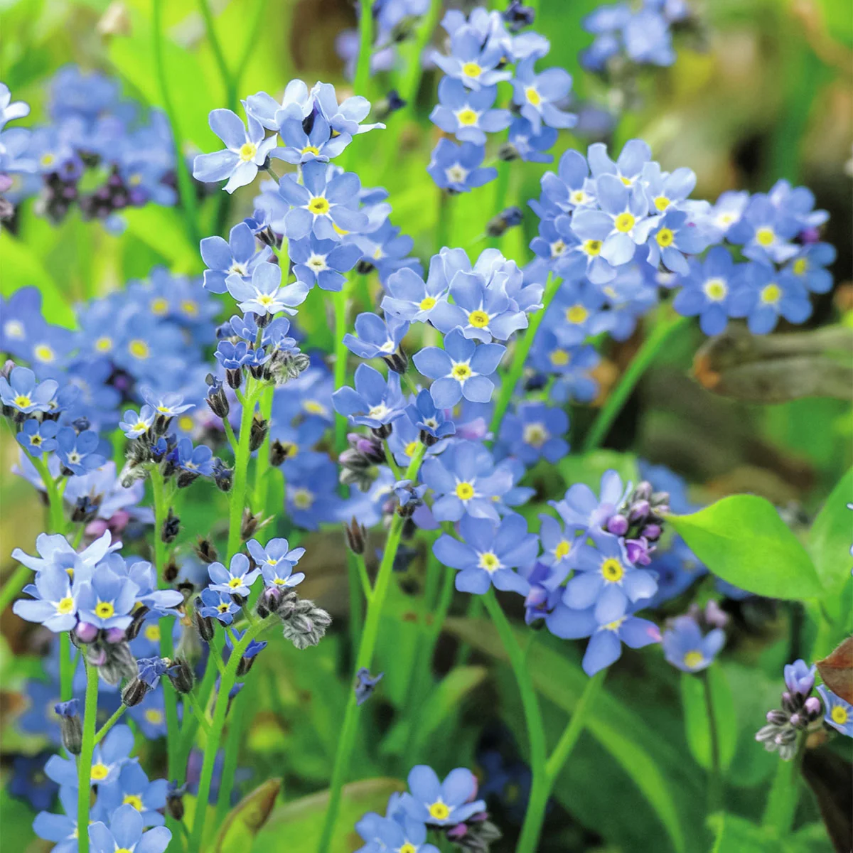 Sumpfvergissmeinnicht