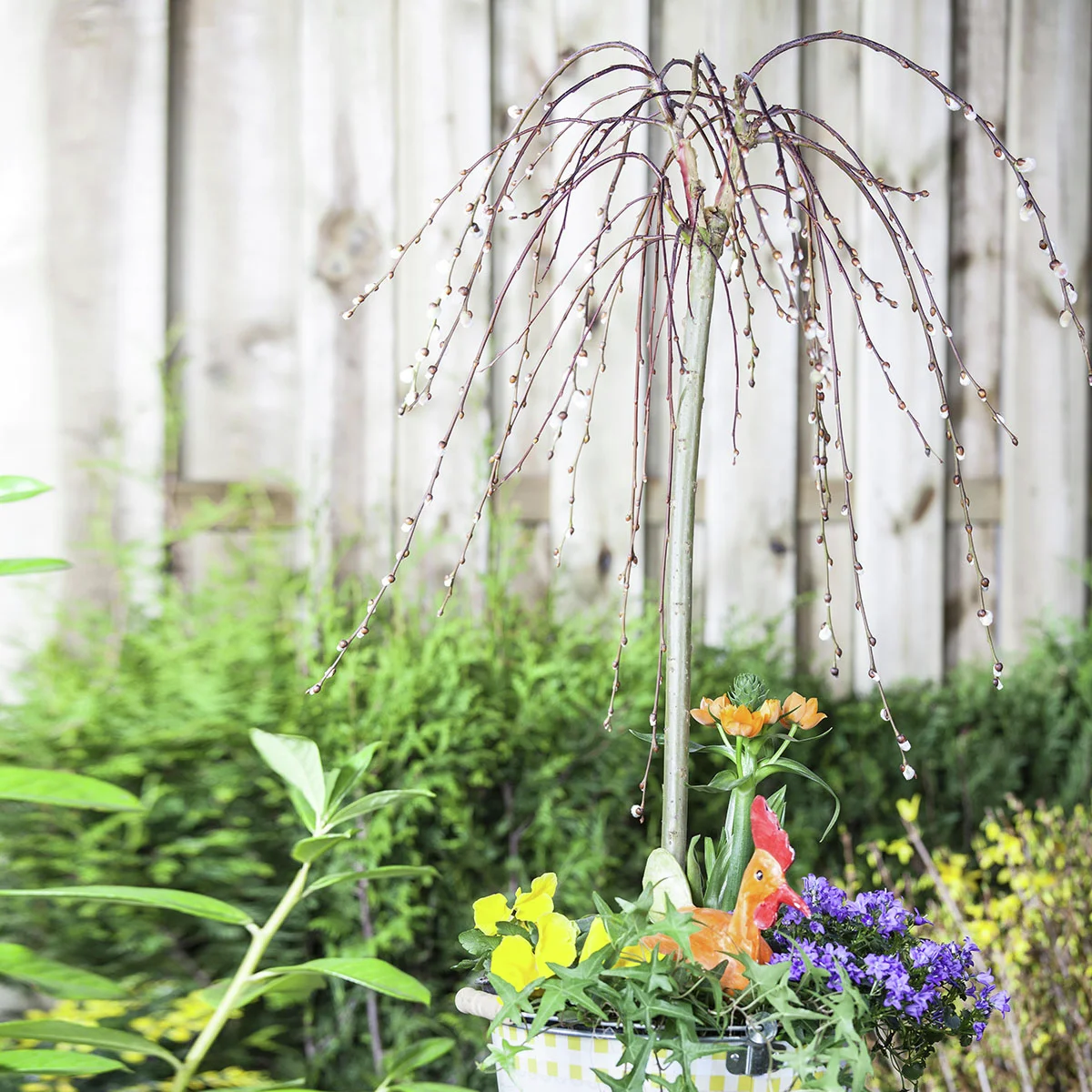 Hängende Kätzchenweide