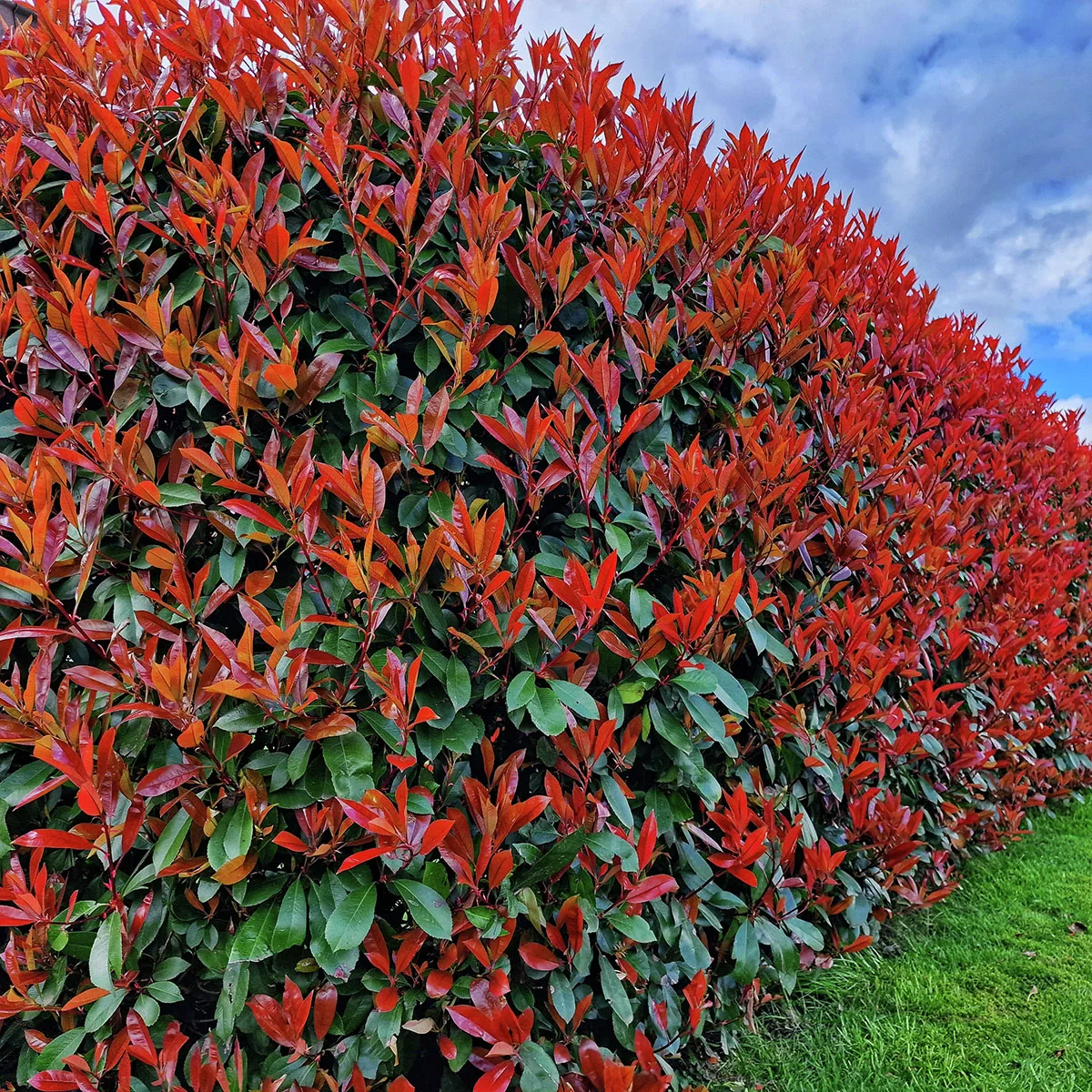 Rote Glanzmispel, im ca. 17 cm-Topf, Höhe ca. 30-40 cm