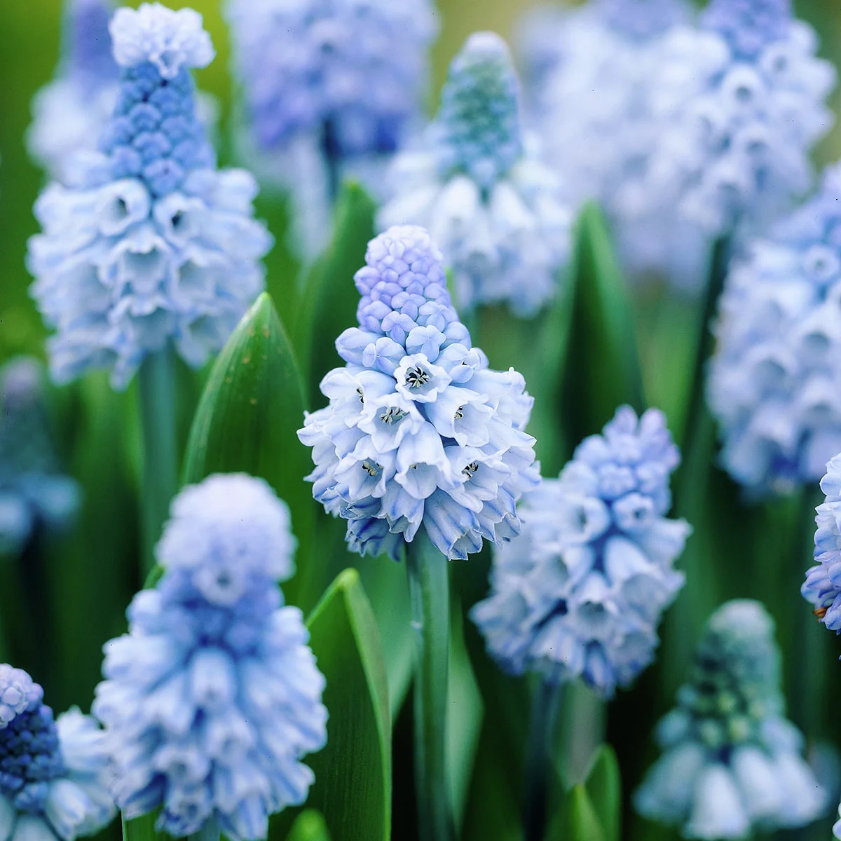 Traubenhyazinthe, himmelblau