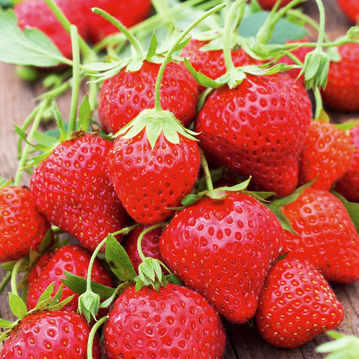 Erdbeere Mara des Bois