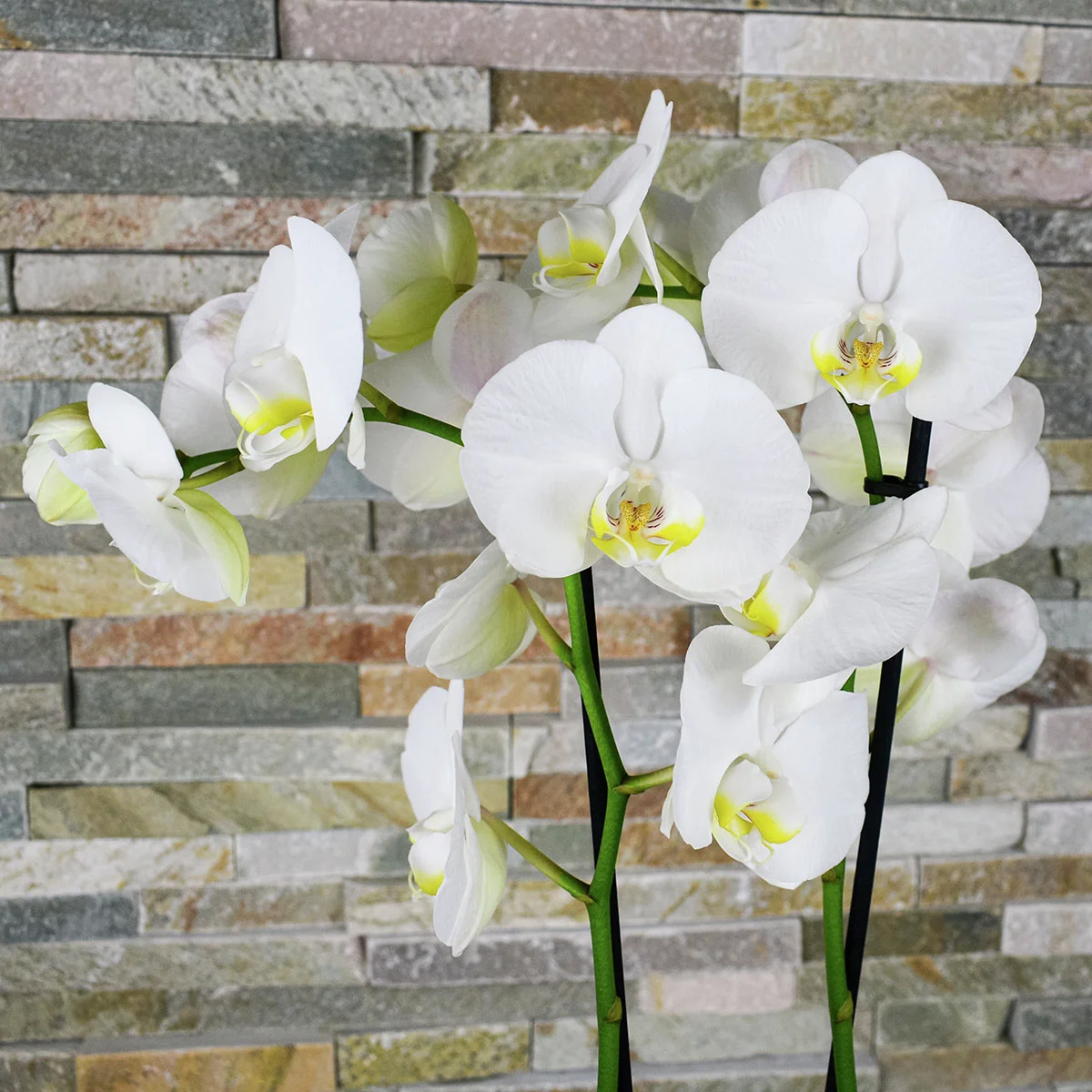 Schmetterlings-Orchidee Grandiflora, Höhe ca. 50-60 cm