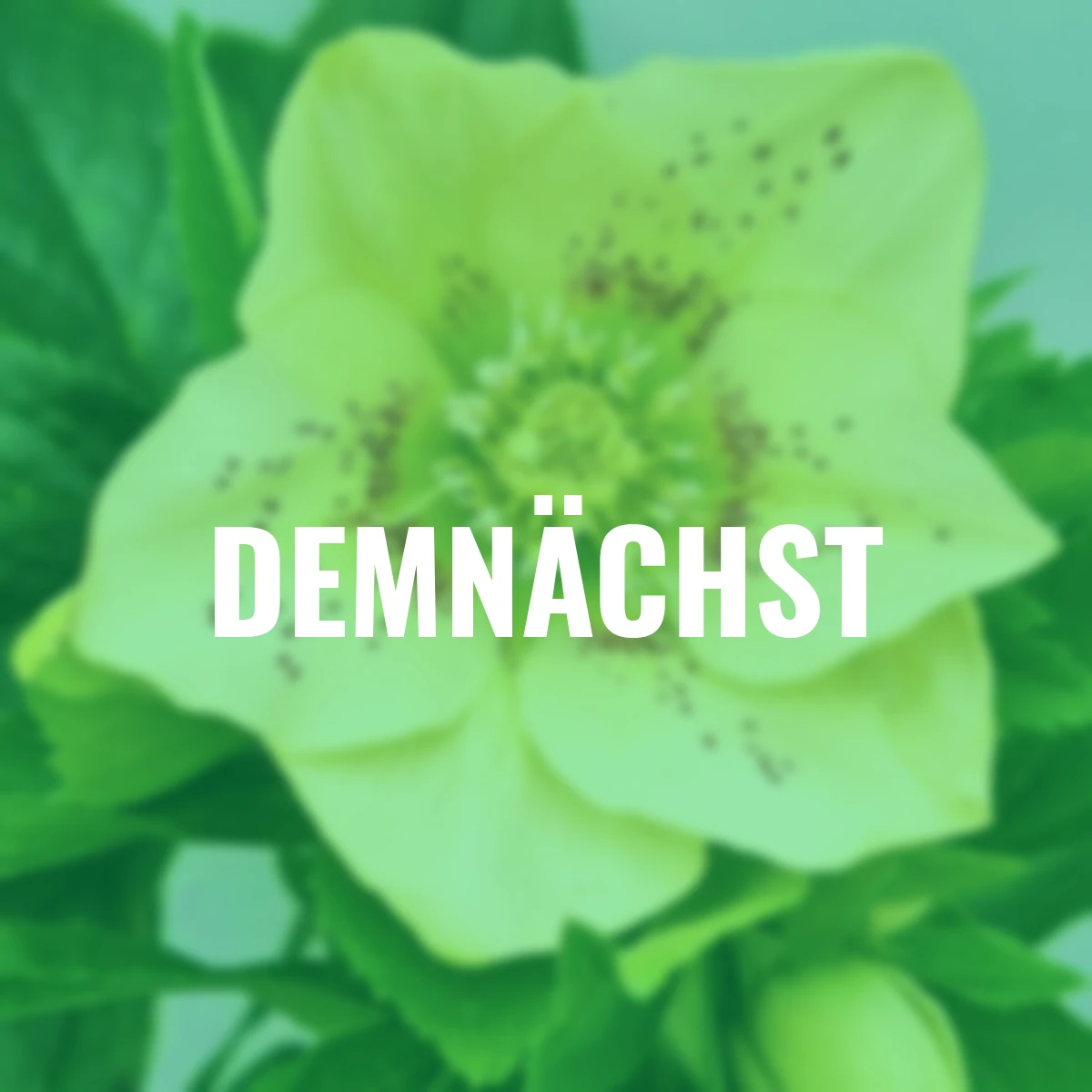 Gelbe Lenzrose ViV Maeva