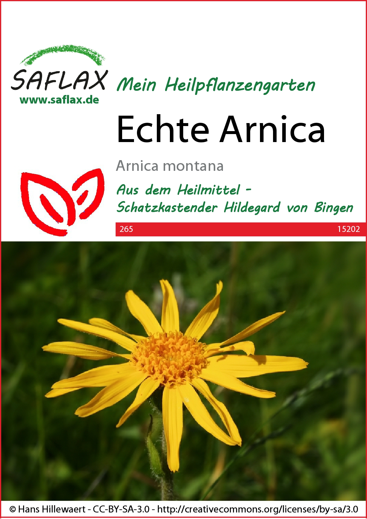Echte Arnicasamen