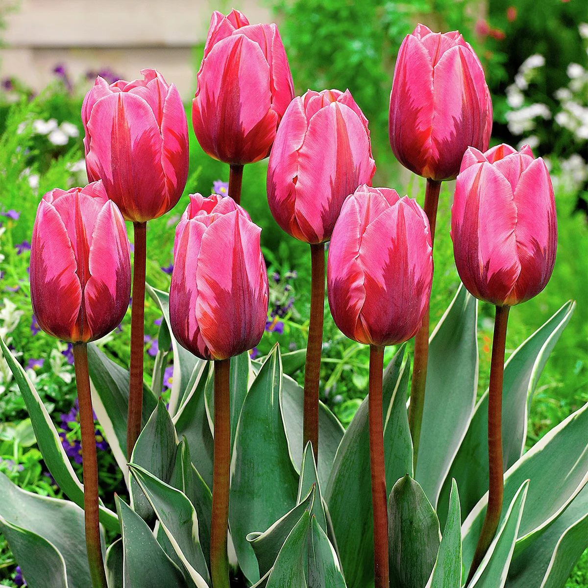 Tulpe Pretty Princess