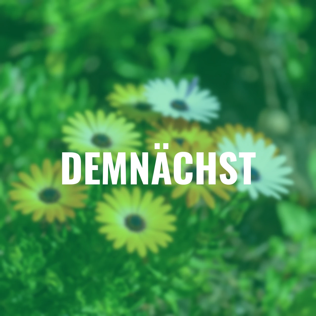 Sommerblumen-Set Kapkörbchen, orange-weiß-gelb, 9 Stück