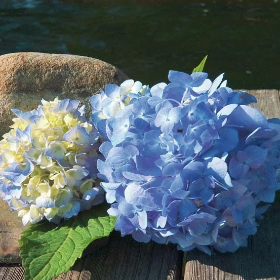 Hortensie Endless Summer® The Original, blau