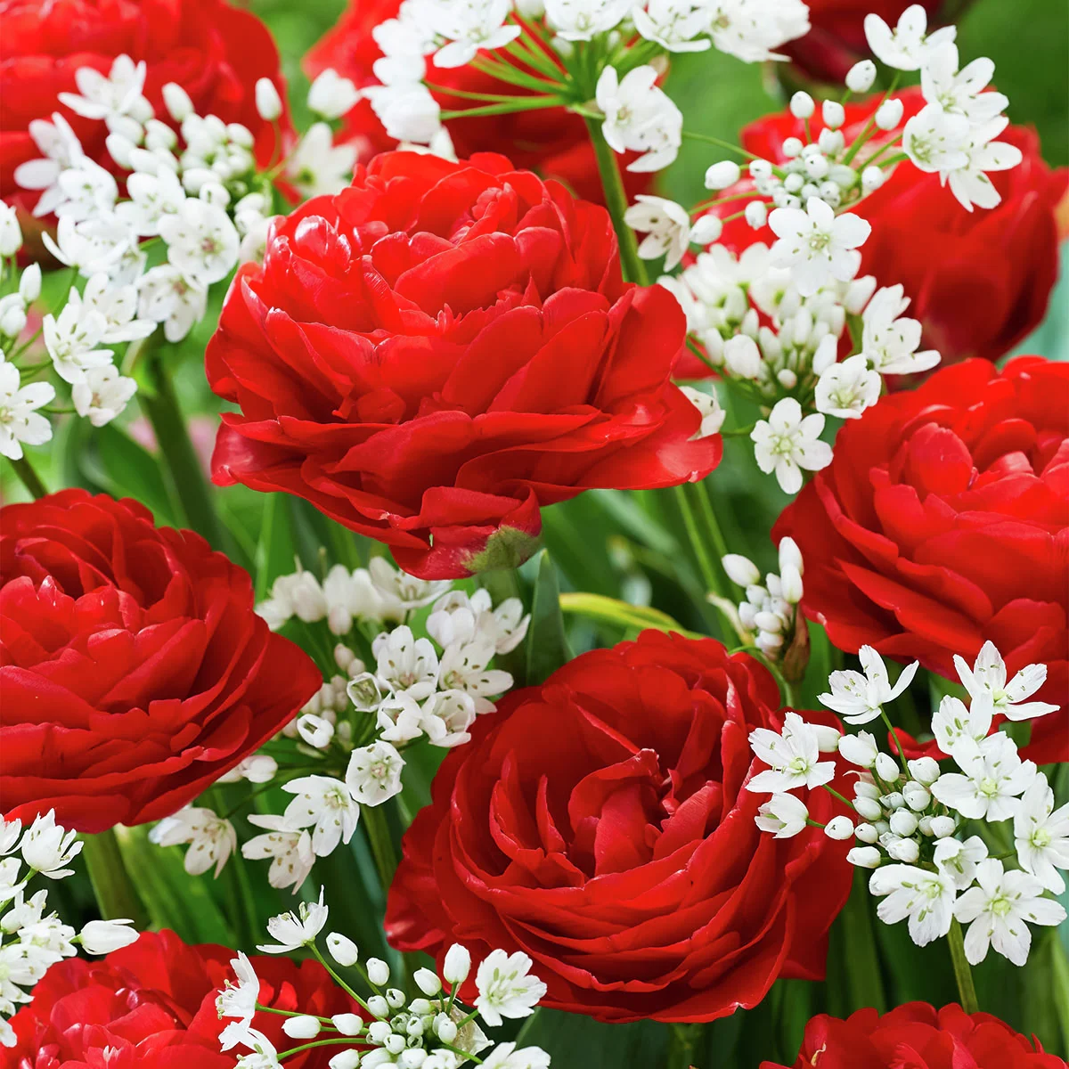 Blumenzwiebel-Mischung Love and Lace