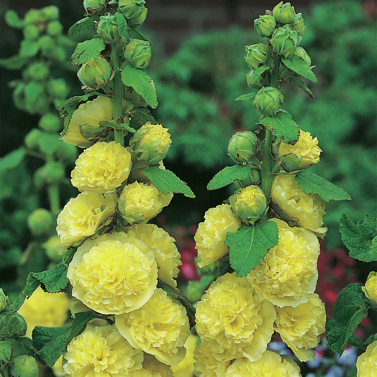 Gefüllte Stockrose, gelb