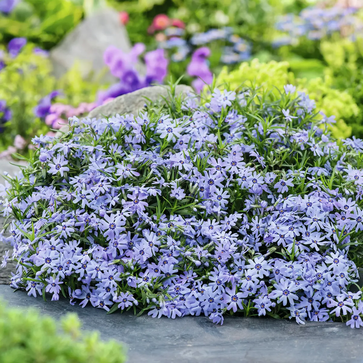 Polsterphlox Blue Dark Center