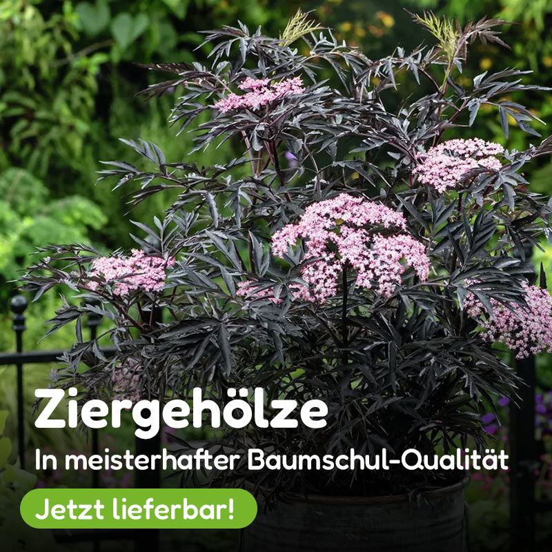 Gehölze - frisch aus der Baumschule