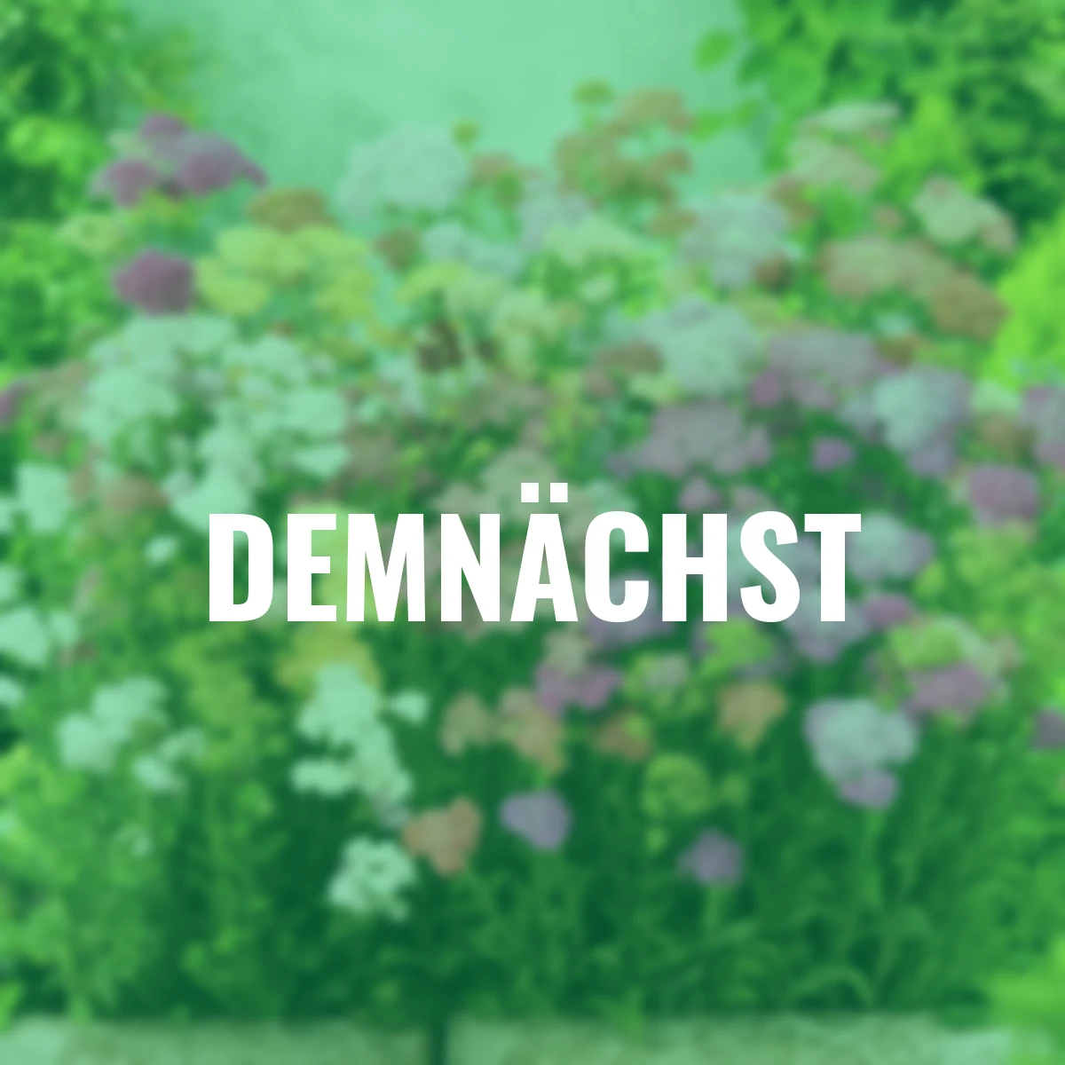 Bunter Schafgarben-Mix