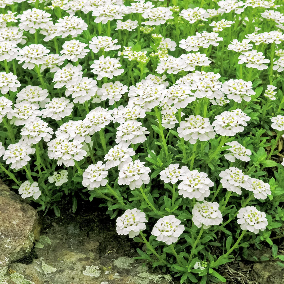 Immergrüne Schleifenblume, weiß